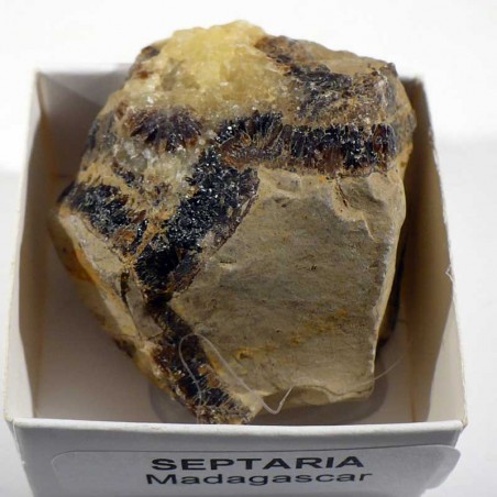 Septaria brut de Madagascar - boite de collection 4cm