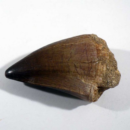 Dent de Mosasaure du Maroc - fossile de collection