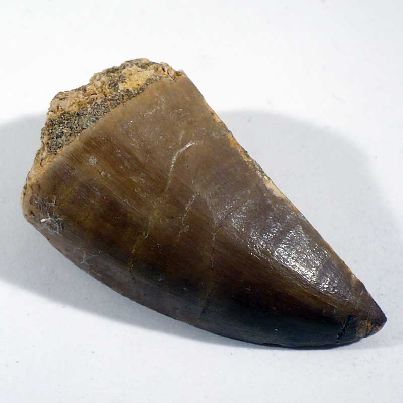Dent de Mosasaure du Maroc - fossile de collection