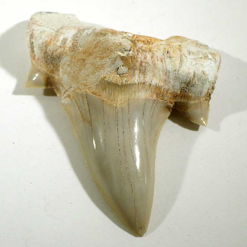 Dent de requin du Maroc 5cm - fossile de collection