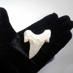 Dent de requin du Maroc 5cm - fossile de collection
