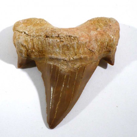 Dent de requin du Maroc 5cm - fossile de collection Dent de requin du Maroc 5cm - fossile de collection