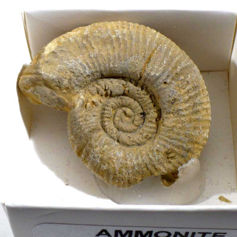 Ammonite de France - boite de collection 4cm