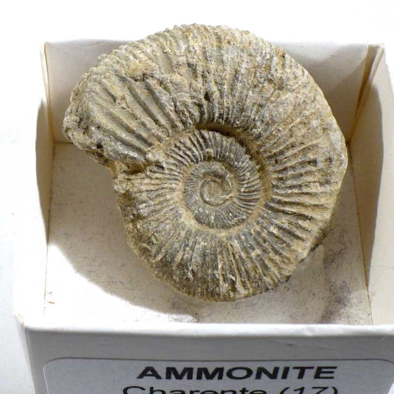 Ammonite de France - boite de collection 4cm