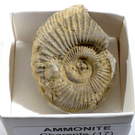 Ammonite de France - boite de collection 4cm