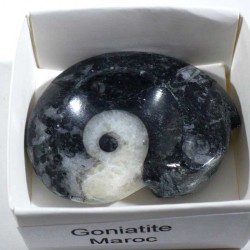 Goniatite du Maroc - boite de collection 4cm
