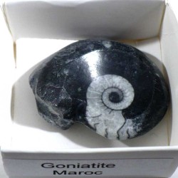 Goniatite du Maroc - boite de collection 4cm
