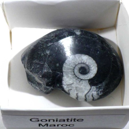 Goniatite du Maroc - boite de collection 4cm