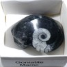 Goniatite du Maroc - boite de collection 4cm