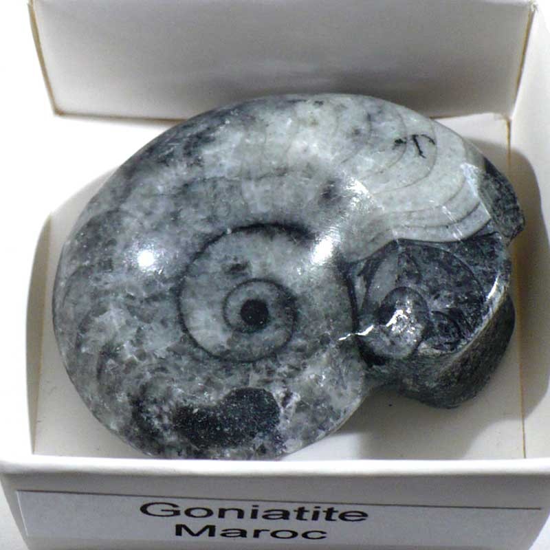 Goniatite du Maroc - boite de collection 4cm