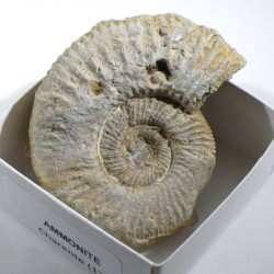 Ammonite de France - boite de collection 5cm