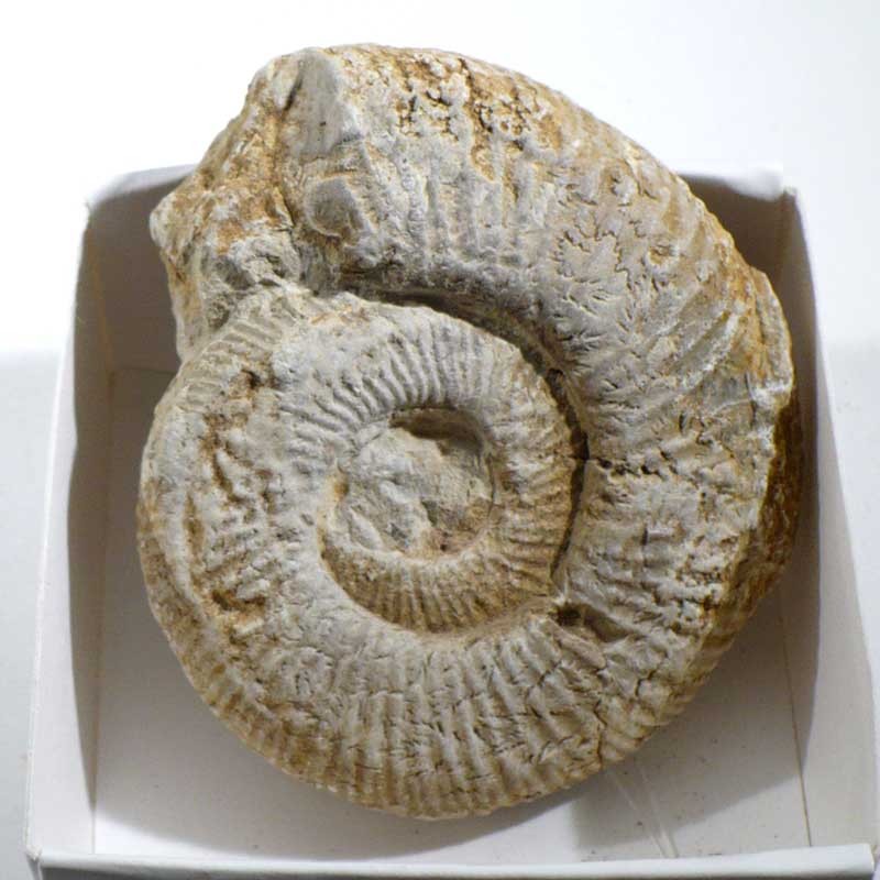 Ammonite de France - boite de collection 5cm