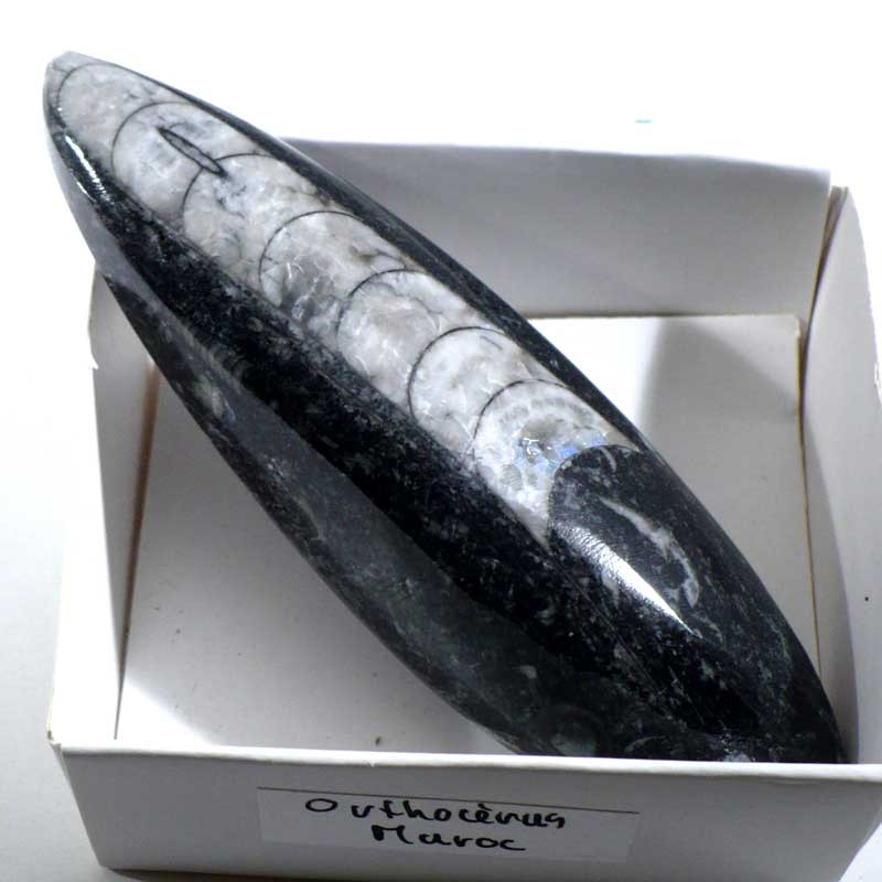 Orthocéras du Maroc - boite de collection 6cm