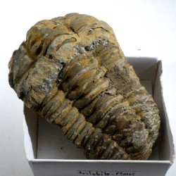 Trilobite du Maroc - boite de collection 6cm