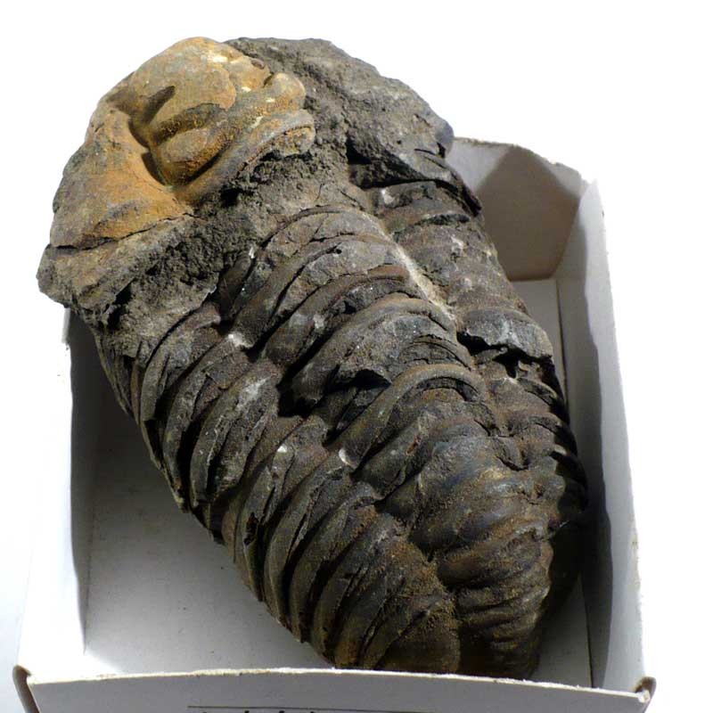 Trilobite du Maroc - boite de collection 6cm