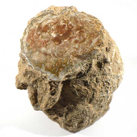 Tronc en bois fossile de Madagascar Tronc en bois fossile de Madagascar