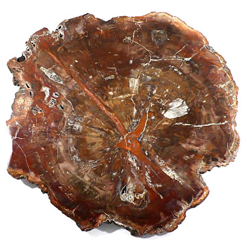 Plaque de bois fossile de Madagascar Plaque de bois fossile de Madagascar
