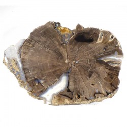 Plaque de bois fossile - platane des USA