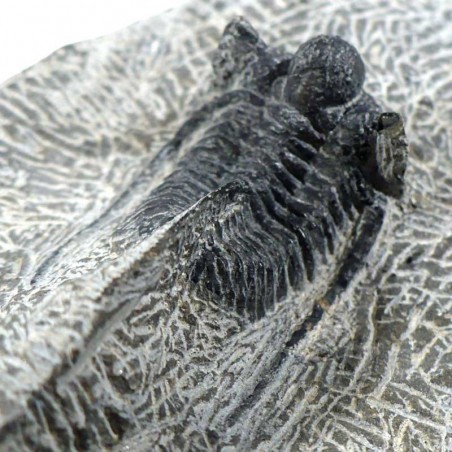 Trilobite Cyphaspis Otarion du Maroc - fossile de collection