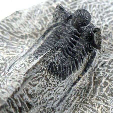 Trilobite Cyphaspis Otarion du Maroc - fossile de collection Trilobite Cyphaspis Otarion du Maroc - fossile de collection