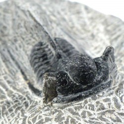 Trilobite Cyphaspis Otarion du Maroc - fossile de collection