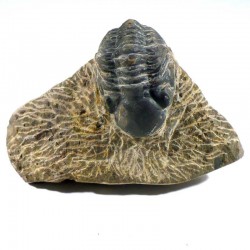 Trilobite phacops du Maroc - fossile de collection