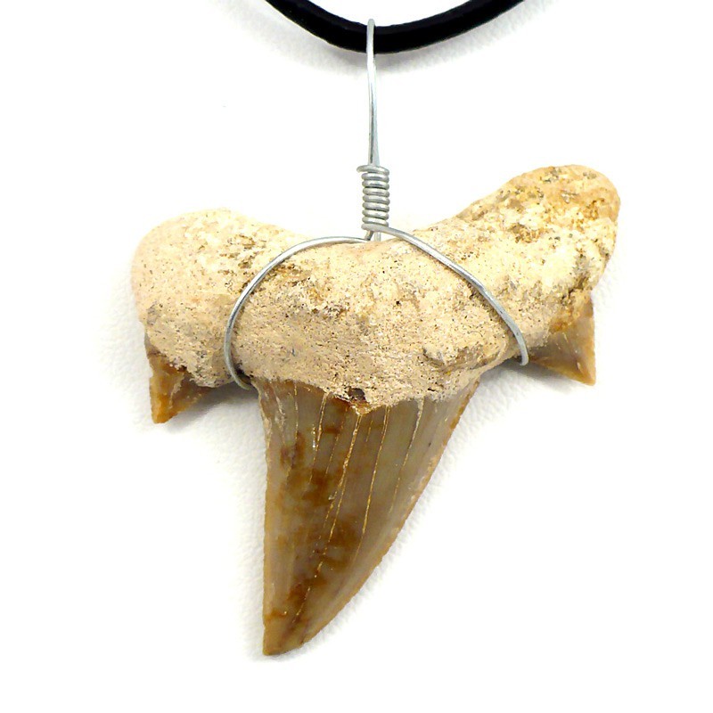 pendentif fossile dent de requin grande pendentif fossile dent de requin grande