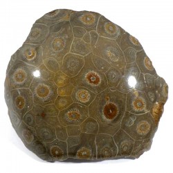Corail fossile arachnophyllum du Maroc