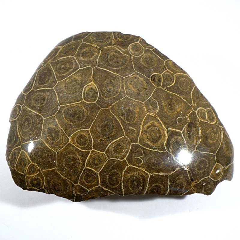 Corail fossile arachnophyllum du Maroc