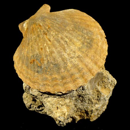 Pecten mediterraneus fossile du Pliocène d'Italie