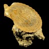 Pecten mediterraneus fossile du Pliocène d'Italie