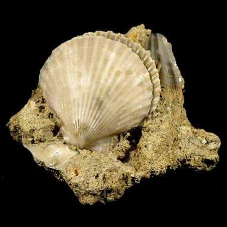 Pecten mediterraneus fossile du Pliocène d'Italie