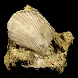 Pecten mediterraneus fossile du Pliocène d'Italie