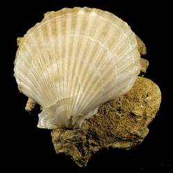 Pecten mediterraneus fossile du Pliocène d'Italie