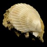 Pecten mediterraneus fossile du Pliocène d'Italie