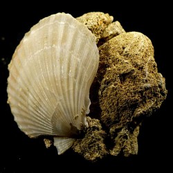Pecten mediterraneus fossile du Pliocène d'Italie