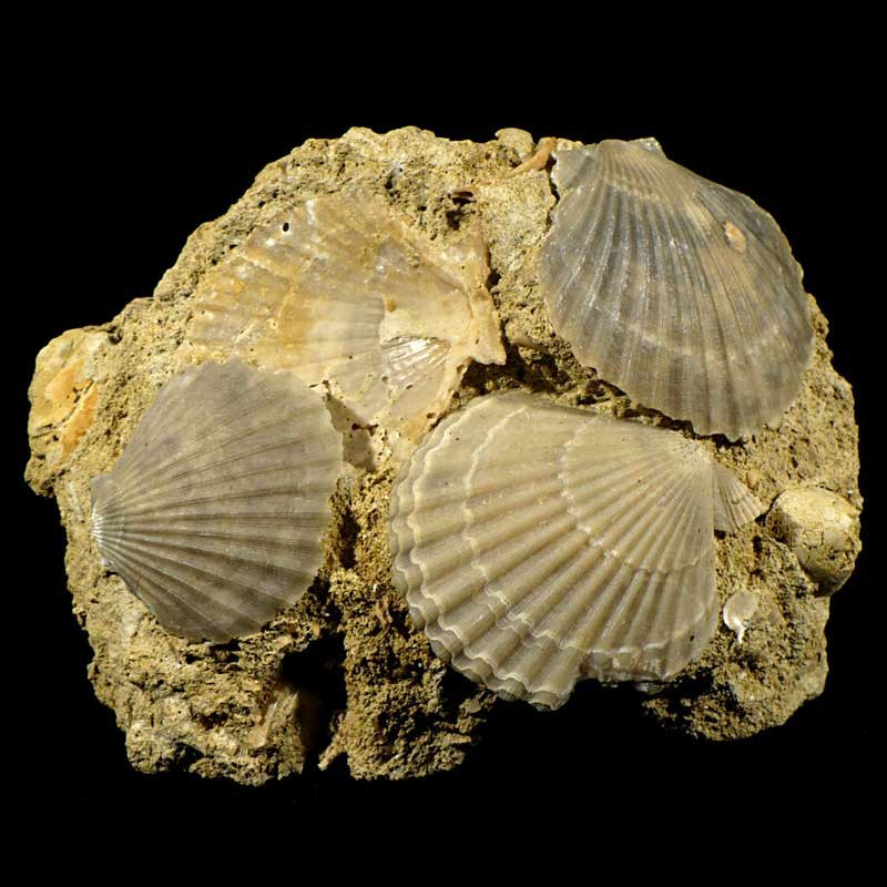 Pecten mediterraneus fossile du Pliocène d'Italie