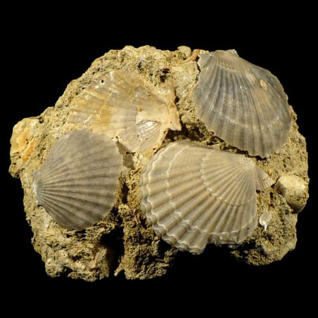 Pecten mediterraneus fossile du Pliocène d'Italie