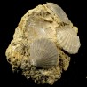 Pecten mediterraneus fossile du Pliocène d'Italie