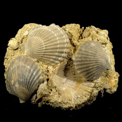 Pecten mediterraneus fossile du Pliocène d'Italie