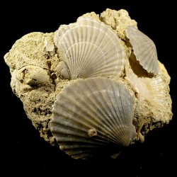 Pecten mediterraneus fossile du Pliocène d'Italie