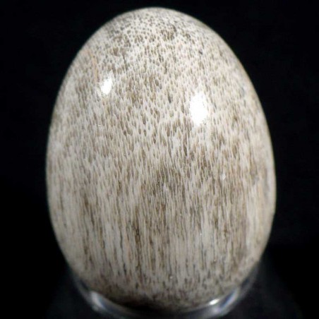 oeuf en bois fossile 3cm