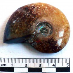 Ammonite Phylloceras de...