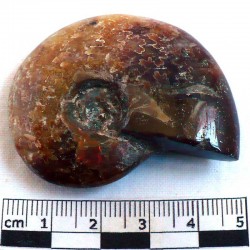 Ammonite Phylloceras de Madagascar 5 cm - fossile de collection
