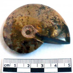 Ammonite Phylloceras de Madagascar 5 cm - fossile de collection