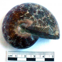 Ammonite Phylloceras de Madagascar