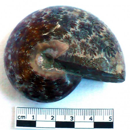 Ammonite Phylloceras de Madagascar