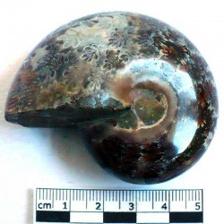 Ammonite Phylloceras de Madagascar