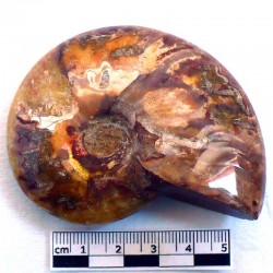 Ammonite Phylloceras de...