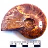 Ammonite Phylloceras de Madagascar 7cm - fossile de collection